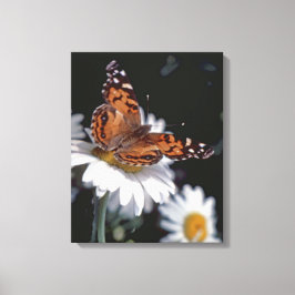 Lienzo Mariposa pintada norteamericana en tela de margari