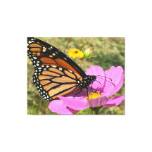 Mariposa Selden 2025