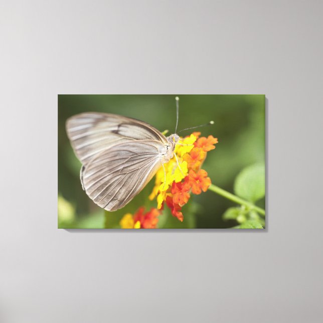 Lienzo Mariposa simple sobre flores amarillas y rojas (Anverso)