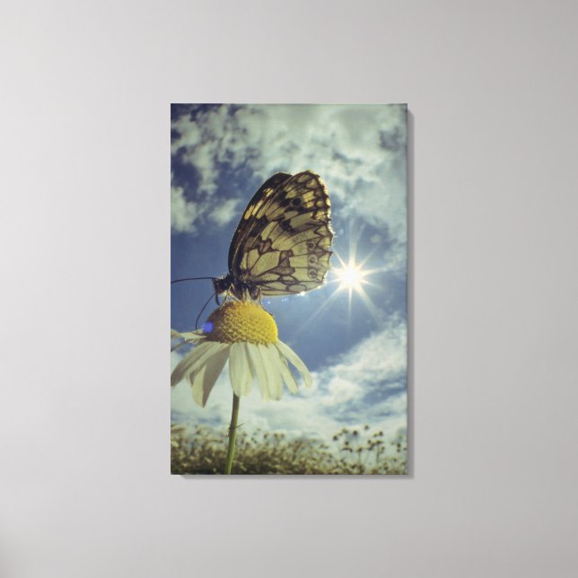 Lienzo Mariposa sobre la flor chamomile con el sol, (Anverso)