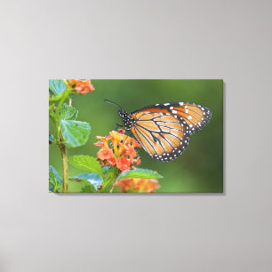 Lienzo Mariposa soldado (Danaus eresimus) alimentándose