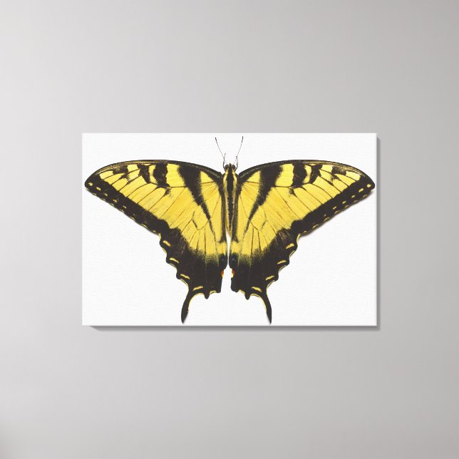 Lienzo Mariposa Swallowtail del Tigre Occidental (Anverso)