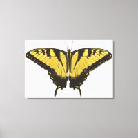 Mariposa Swallowtail del Tigre Occidental