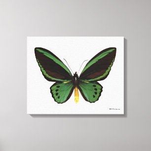 Lienzo Mariposa verde de Birdwing