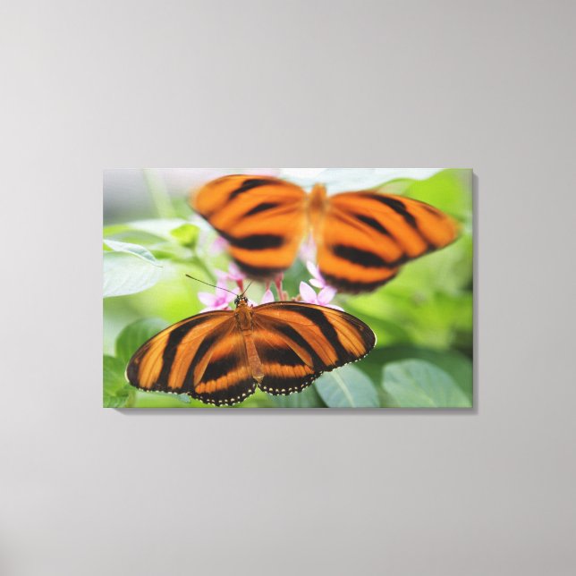 Lienzo Mariposa Zebra Long Wing 2 (Anverso)