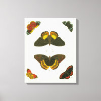 Mariposas brillantes por Pieter Cramer