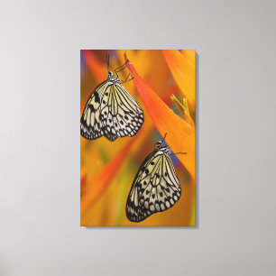 Lienzo Mariposas de cometa de papel (Idea leuconoe) en fl