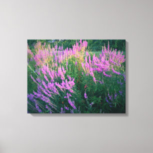 LIENZO MARIPOSAS FAVORITAS PURPLE LOOSESTRIFE 