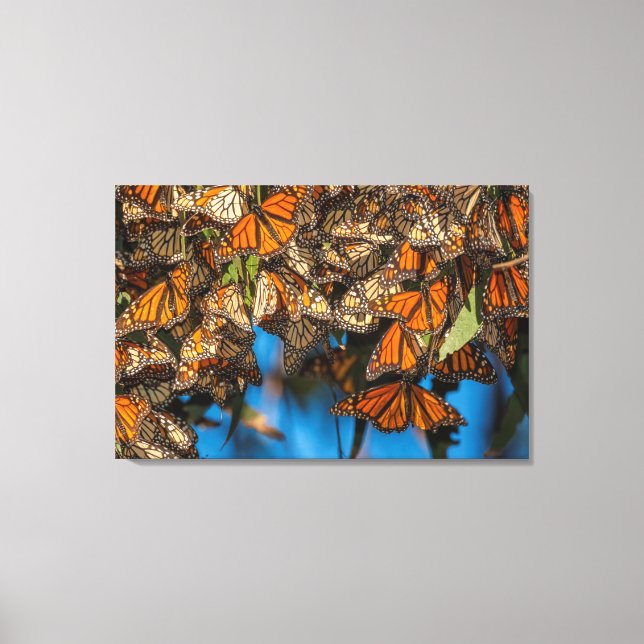 Lienzo Mariposas monarca migratorias se aferran a las hoj (Anverso)
