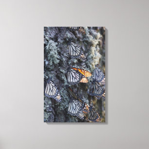 Lienzo Mariposas monarcas en árbol de pino, Sierra Chincu