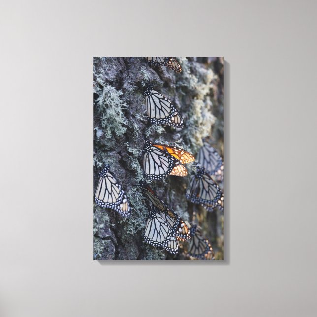 Lienzo Mariposas monarcas en árbol de pino, Sierra Chincu (Anverso)