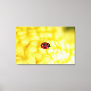 Lienzo Mariquita en un crisantemo amarillo