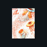 Lienzo Marisco, Discomedusae de Ernst Haeckel<br><div class="desc">Jellyfish,  Discomedusae Scheibenquallen por Ernst Haeckel Canvas Print</div>