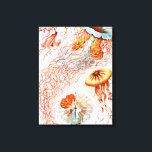 Lienzo Marisco, Discomedusae de Ernst Haeckel<br><div class="desc">Jellyfish,  Discomedusae Scheibenquallen por Ernst Haeckel Canvas Print</div>