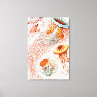 Marisco, Discomedusae de Ernst Haeckel