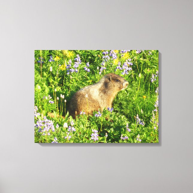 Lienzo Marmot en Mont Rainier Wildflowers (Anverso)
