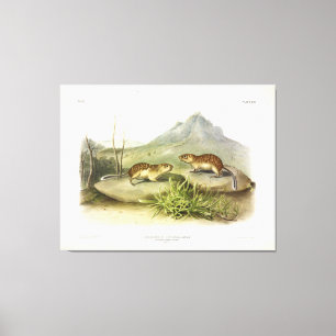 Lienzo Marmot-Squirrel californiano, plaza terrestre mexi