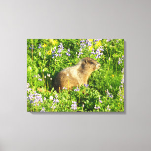 Lienzo Marmota en flores silvestres del Monte Rainier