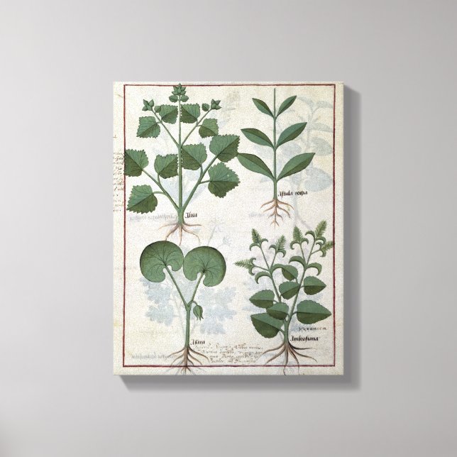 Lienzo Marshmallow & Hastula Regia Asarabacca & (Anverso)