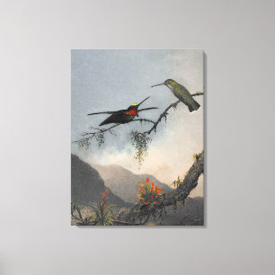 Lienzo MARTIN J. HEADE Stargarganta con pecho estriado (1