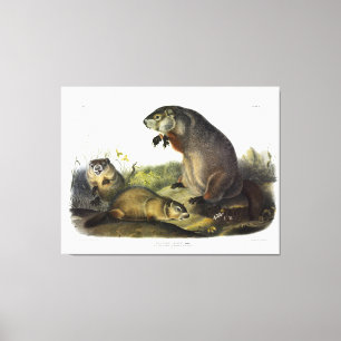 Lienzo Maryland Marmot, Woodchuck, Groundhog por Audubon