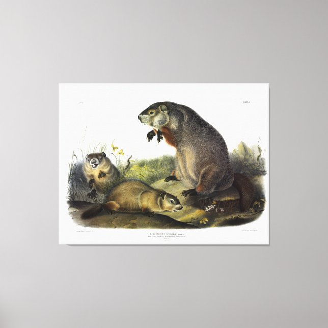 Lienzo Maryland Marmot, Woodchuck, Groundhog por Audubon (Anverso)
