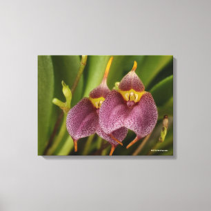 Lienzo Masdevallia
