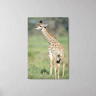 Lienzo Massai Giraffe Baby