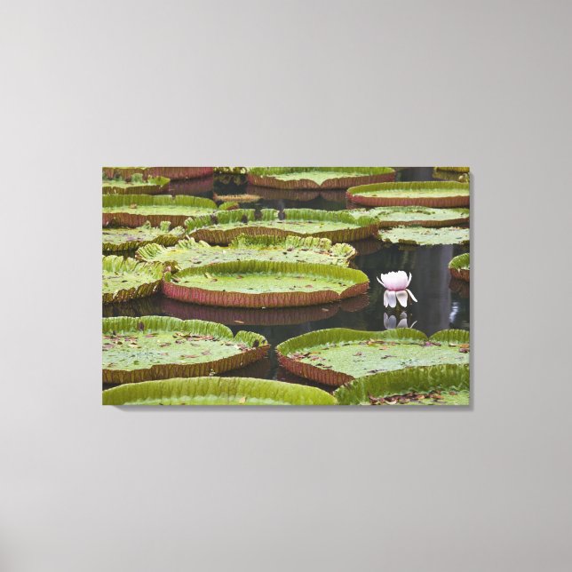 Lienzo Mauricio, Pamplemousses, SSR Botánico (Anverso)