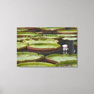 Lienzo Mauricio, Pamplemousses, SSR Botánico