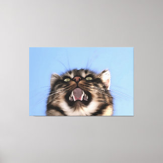 Lienzo Mazo De Plaintiva De Una Pintura Acrílica De Gato