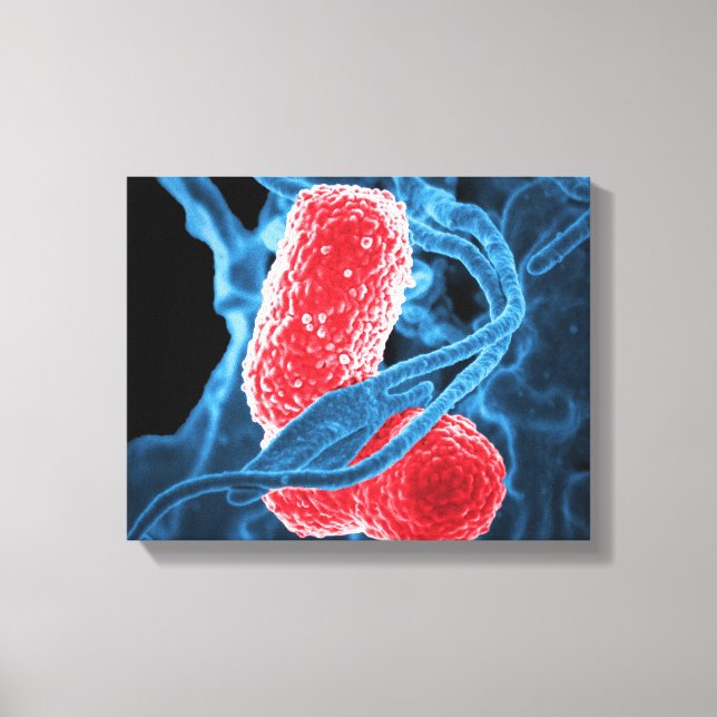 Lienzo (MDR) Klebsiella pneumoniae biología artística abs (Anverso)