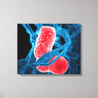 Lienzo (MDR) Klebsiella pneumoniae biología artística abs