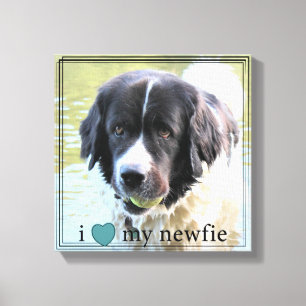 Lienzo Me encanta mi frontera negra de Newfie Newfoundlan