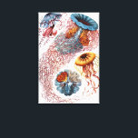 Lienzo Medusa vintage de Ernst Haeckel, Discomedusae<br><div class="desc">Ilustración vintage de la vida marina por Ernst Haeckel. Una variedad de coloridos animales de medusas nadando en las aguas del mar. Las medusas son animales acuáticos que nadan libremente con un cuerpo en forma de paraguas y largos tentáculos. Se pueden encontrar en todos los océanos y algunas en lagos...</div>