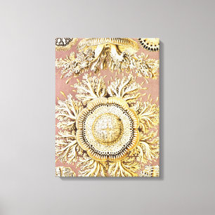 Lienzo Medusas, Discomedusae por Ernst Haeckel