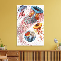 Medusas Vintage de Ernst Haeckel, Discomedusae