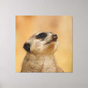 Lienzo Meerkat 001 de JAMFoto