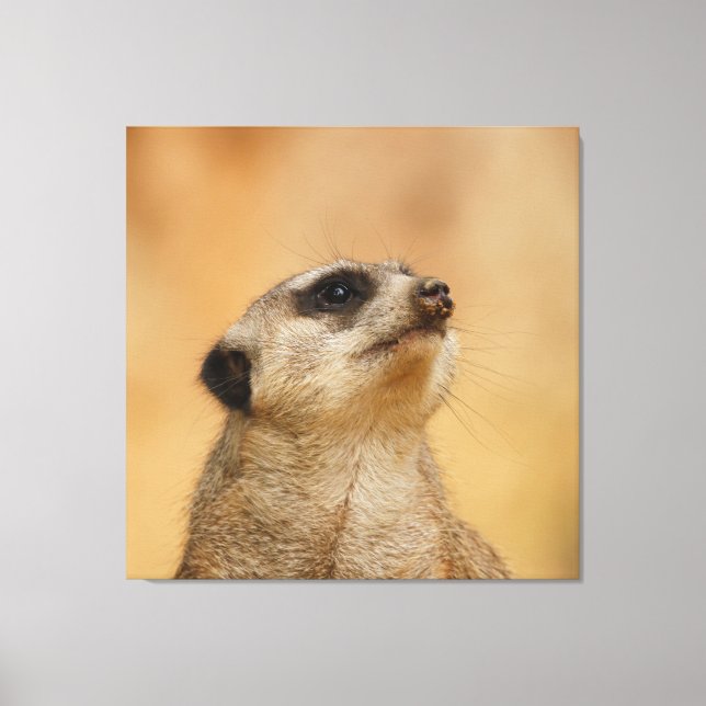 Lienzo Meerkat 001 de JAMFoto (Anverso)