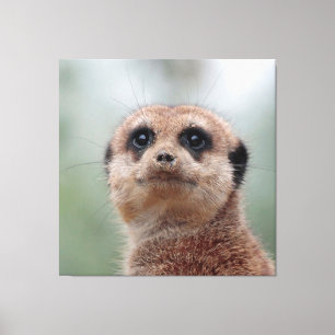 Lienzo Meerkat 020