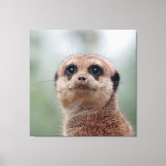 Lienzo Meerkat 020 (Anverso)