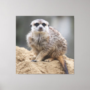 Lienzo Meerkat 021