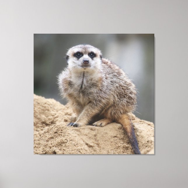Lienzo Meerkat 021 (Anverso)