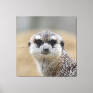 Lienzo Meerkat 022