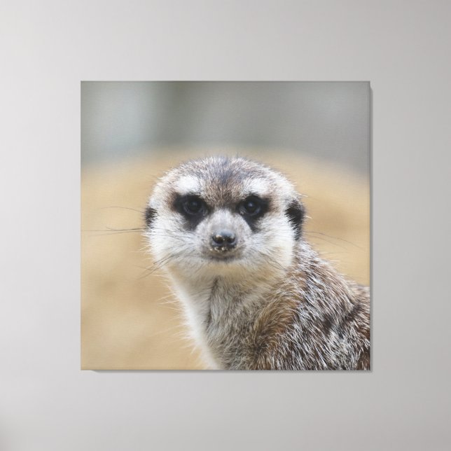 Lienzo Meerkat 022 (Anverso)