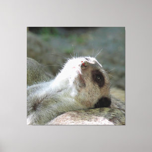 Lienzo Meerkat 024