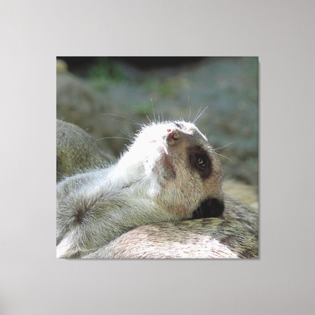 Lienzo Meerkat 024 (Anverso)
