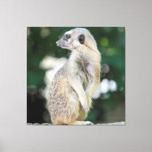 Lienzo Meerkat 025