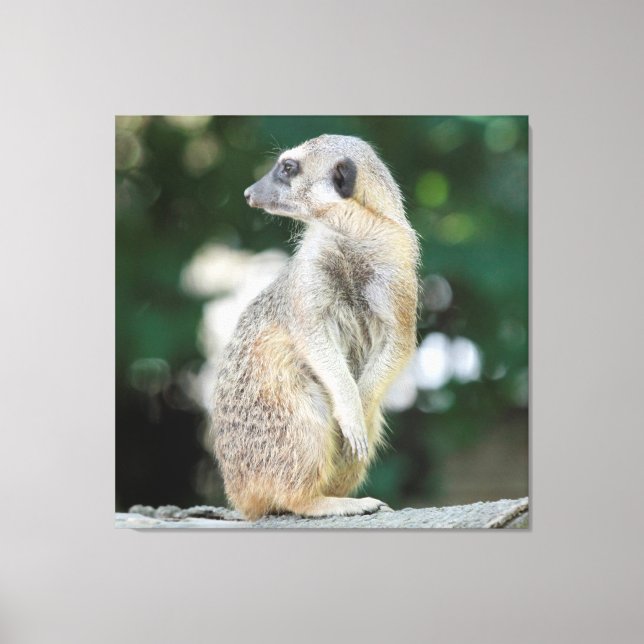 Lienzo Meerkat 025 (Anverso)