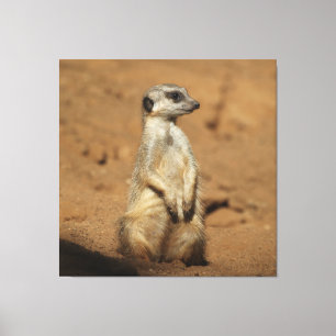 Lienzo Meerkat 027